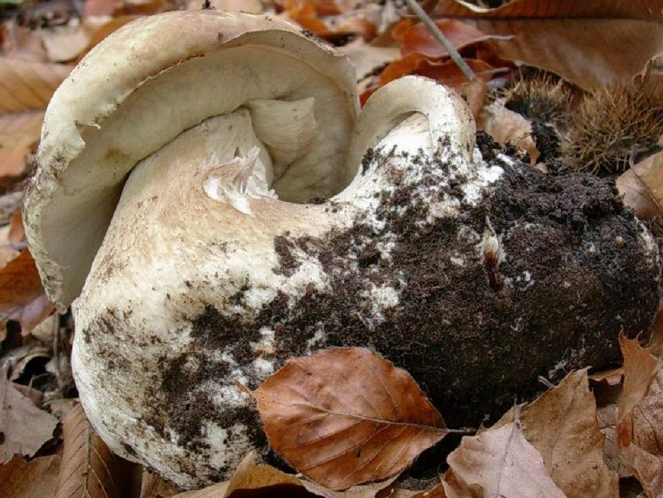 500 Novembre vecchio ritrovamento